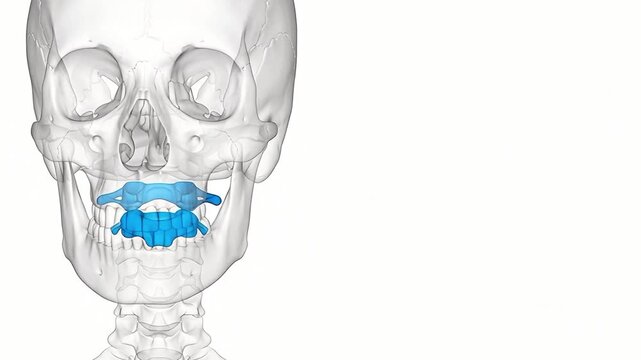 3D Medical Illustration of Human Atlas and Axis Vertebrae Rotation Movement