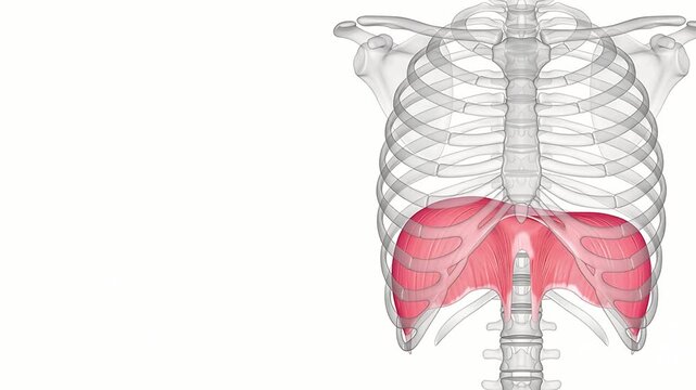 3D Medical Illustration of Human Diaphragm Muscle Movement During Respiration