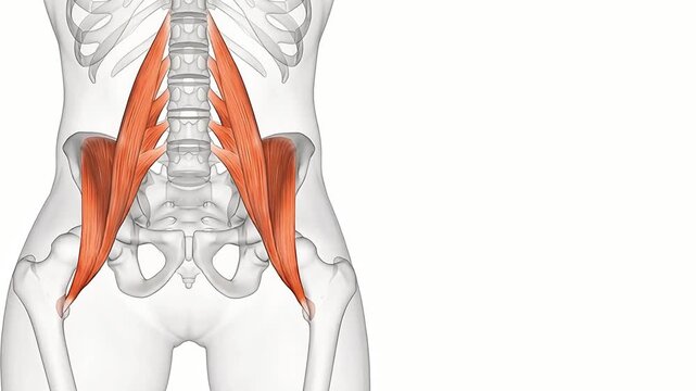 3D Medical Illustration of Human Iliopsoas Muscle Group and Hip Flexion