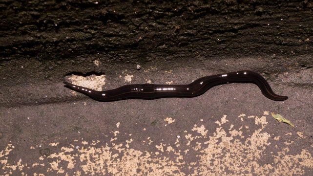 The creature in the image is a New Guinea flatworm (Platydemus manokwari). Taken from Las Pinas, NCR, Philippines.