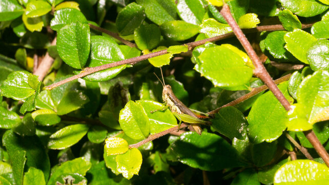This insect shares distinct visual features with the short-winged rice grasshopper (Pseudoxya diminuta), a species belonging to the short-horned grasshopper family Acrididae. 