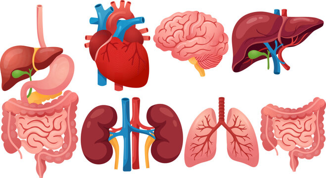 Human organ anatomy medical healthcare illustration heart brain liver lung Detailed human organ anatomy illustration featuring heart brain liver lung kidney stomach intestine digestive system