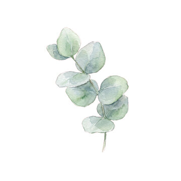 Watercolor Eucalyptus Single Stem with Round Dusty Green Leaves Isolated - Minimalist Greenery for Wedding Invitation