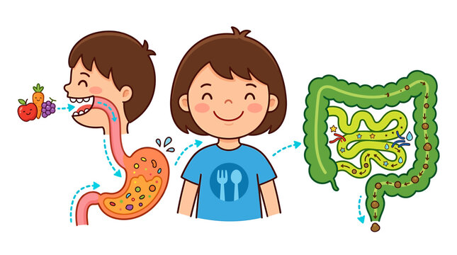 Human digestive system diagram for kids, cartoon anatomy of digestion process, educational medical vector with stomach and intestines