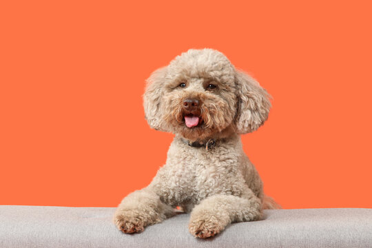 Happy dog pet portrait, cute lagotto romagnolo puppy with tongue out, animal companionship and domestic life