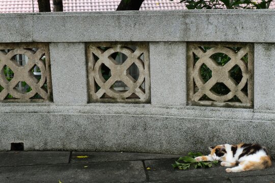 Calico cat sleeping on pavement near ornate wall