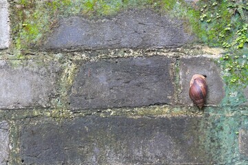 Snail resting on mossy stone wall exterior © IbragimovN