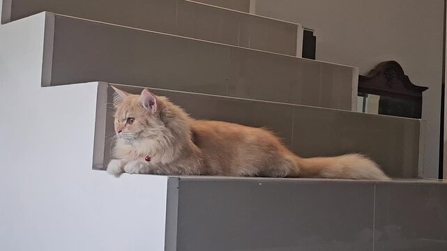 cat with laptop,Fluffy orange cat lounges on a gray ledge. Paws dangling, tongue slightly out. Soft fur and relaxed posture convey calm. Ideal for cozy, domestic, or pet-themed visuals. 