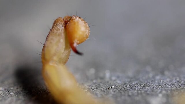 Striking high detail shot of macro close up of venomous scorpion stinger tail ready to strike 180fps Captured in Cinematic High Detail Footage