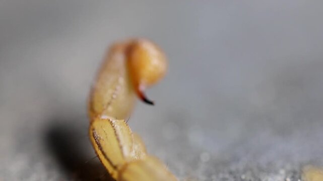 Stunning view of macro close up of venomous scorpion stinger tail ready to strike 180fps Captured in Cinematic High Detail Footage