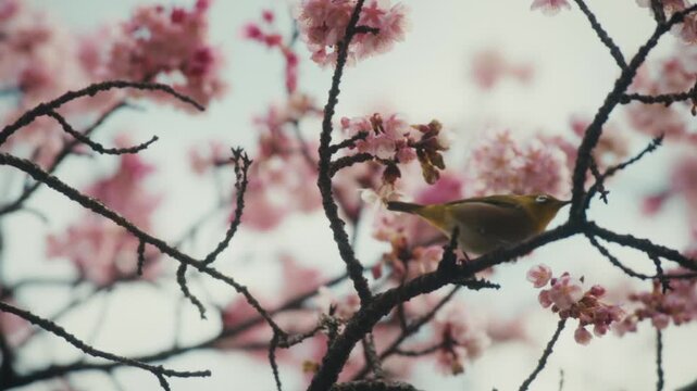 A Japanese white-eye leans into a delicate cherry blossom, its beak dipped toward the flower's center, likely an early-flowering Kawazu-zakura variety, in Atami.