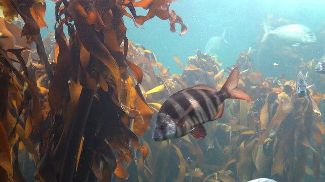 Jail fish and pyjama shark in the kelp forest among the other silver fish