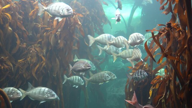 Dense underwater kelp forest with a red snapper fish and lots of other fish