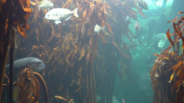 Pyjama shark swimming among the other fish in the kelp forest