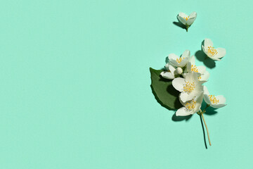 Fototapeta premium Beautiful jasmine flowers on turquoise background
