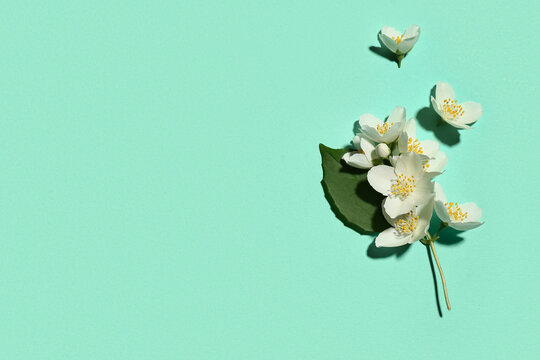 Beautiful jasmine flowers on turquoise background