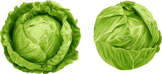 Obraz premium Top view of cabbage with 2 different patterns on a white background
