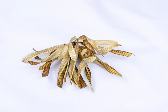 Dried Petai Cina Seed Pods of Leucaena leucocephala Isolated on White Background, Dry Chinese Petai Bean Pods Leucaena leucocephala for Botanical and Natural Study