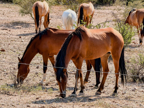 Wild Horses