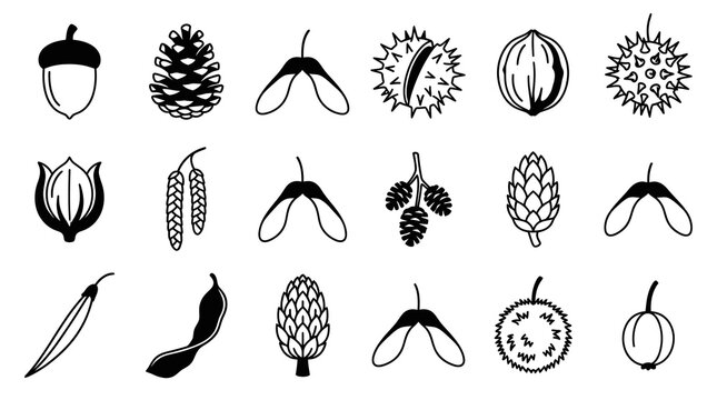 Nature Botany Black  White Line Art Icons: Diverse Tree Seeds, Nuts, Fruits, and Cones Set