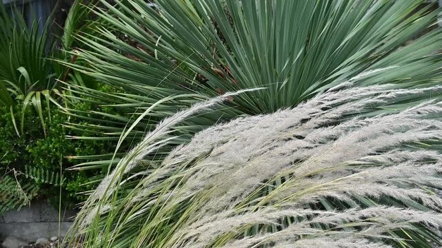 Feathery white ornamental grass waves in the wind in front of a vibrant green yucca plant