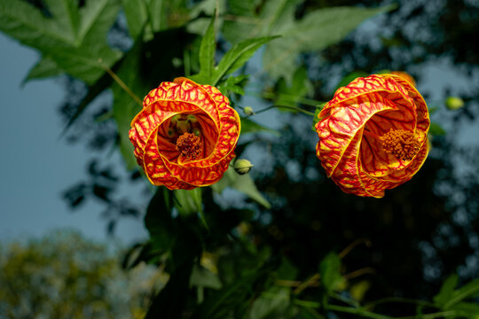 Abutilon pictum tiger eye flowers blooming in garden