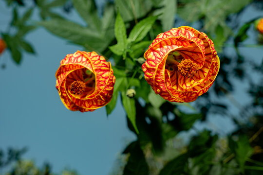 Two abutilon pictum flowers blooming under blue sky