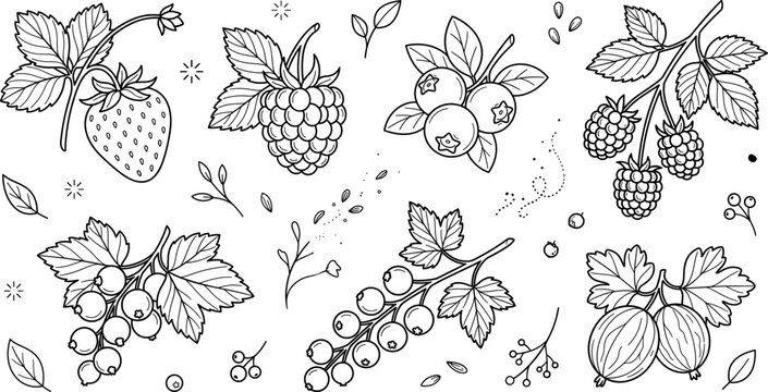 Fresh forest berries collection with strawberry raspberry blueberry blackberry currant gooseberry line art vector illustration coloring page
