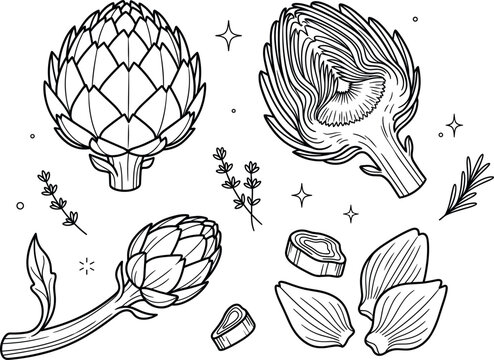 Fresh artichoke vegetable collection with whole half cut slice leaf bud thyme rosemary line art vector illustration for coloring page