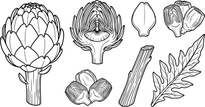 Fresh organic artichoke line art set with whole vegetable cut halves hearts single petal stem and leaf vector
