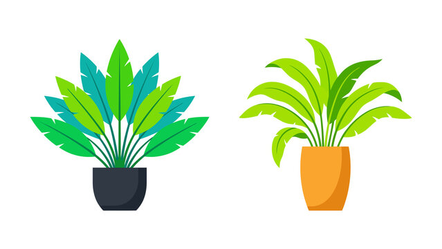 Set of two indoor house plants in decorative pots, flat vector illustration of tropical foliage for interior design isolated on transparent background