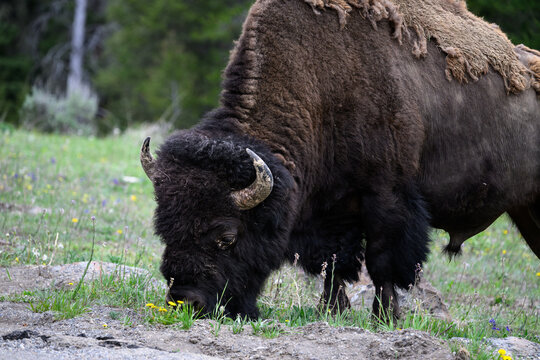 American Bison grazing on grass on the side of the road, wildlife viewing on summer vacation, Yellowstone National Park
