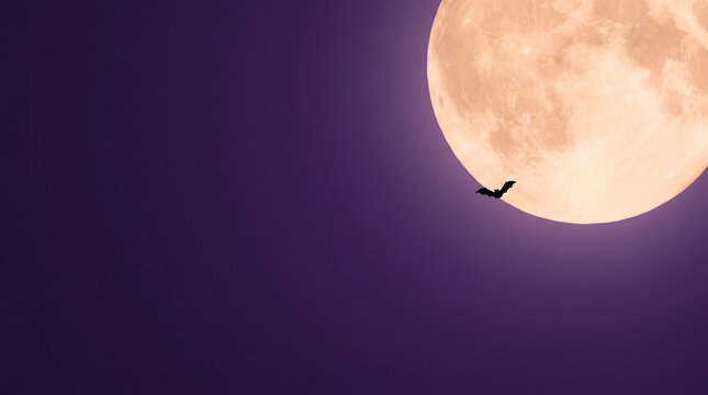 Large glowing harvest moon looms in dark purple night sky with silhouette of small bat flying across lunar surface for halloween concept.