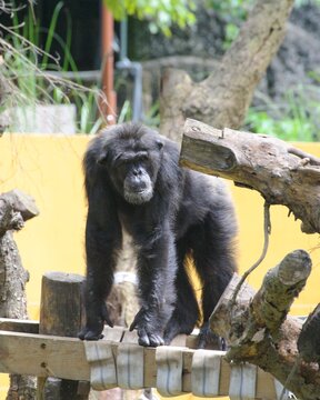 Chimpanzees at the zoo 