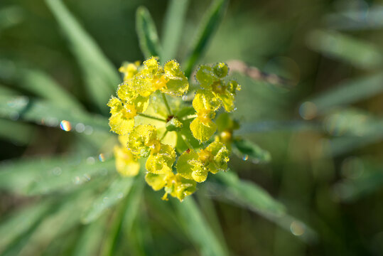 cypress spurge,
Euphorbia cyparissias flowers closeup selective focus