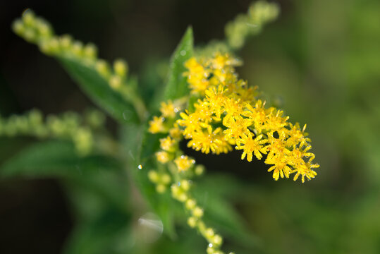 Canada goldenrod, 
Solidago canadensis flowers closeup selective focus