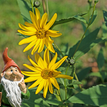 Bl&uuml;hende Topinambur, Helianthus tuberosus, Nahaufnahme