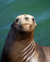 Obraz premium Natural portrait of a sea lion looking at the camera