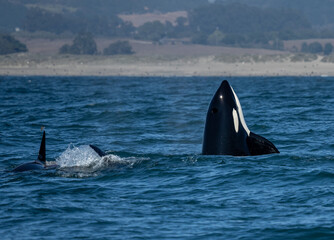 Spy hopping Orca mom looks around the ocean © feeferlump