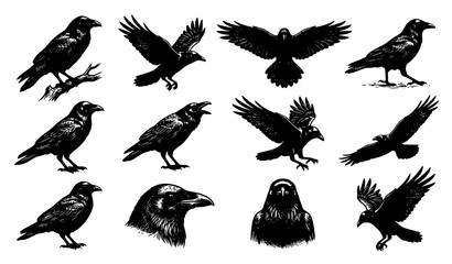 Obraz premium Raven Bird Vector Illustration Set Hand Drawn Crow Collection with Flying Perching and Close Up Head Portrait Poses