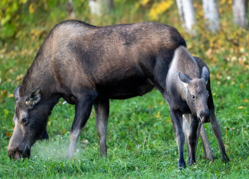 Moose cow and calf grazing in the grass