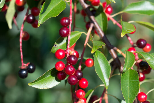 wild black cherry
Prunus serotina berries closeup selective focus