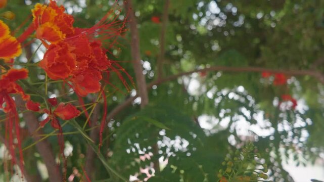 rojo, flor, naturaleza, baya, &aacute;rbol, f&aacute;brica, fruta, verano, hojas, huerta, sucursal, arbusto, flora, oto&ntilde;al, madura, acebo, sorbus, inhospitalario, florecer, alimento, ciclos, navida