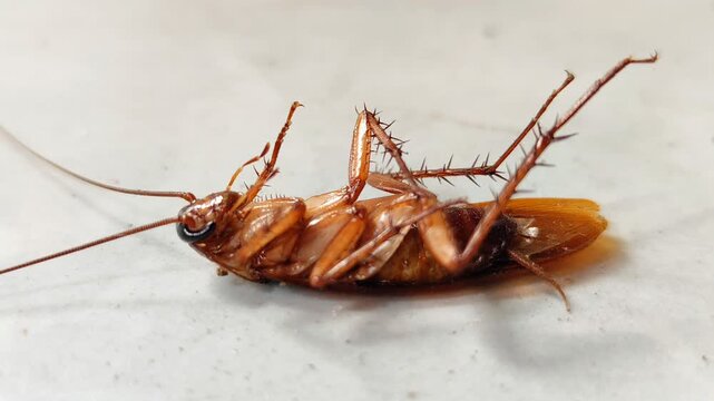 A cockroach is lying on the floor. The cockroach's body is upside down.
