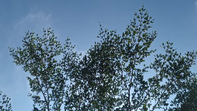 Lush Bucida Molineti Madagascar Almond Tree Branches Swaying Gently Against Clear Blue Sky on a Bright Sunny Day