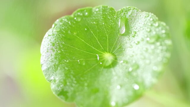 Macro close-up of a fresh gotu kola leaf covered in dew drops, highlighting its green texture and natural freshness.