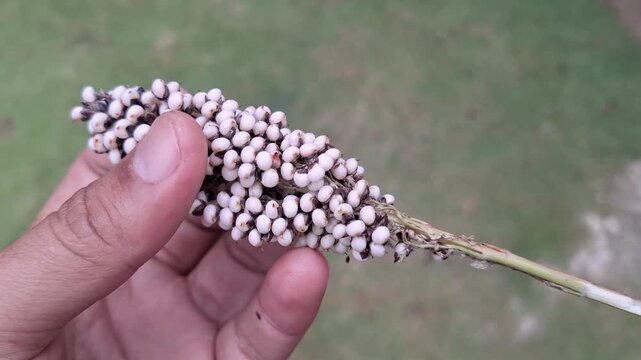 Farmer Holding Ripe Sorghum Bicolor Seeds Panicle Harvest in Agricultural Field Showing Grain Crop Production and Food Security