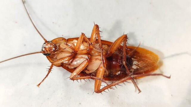 A cockroach is lying on the floor. The cockroach's body is upside down.