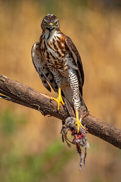 A fierce wild hawk perched on a branch, holding its freshly caught bird prey in its sharp yellow talons and looking directly at the camera with an open beak