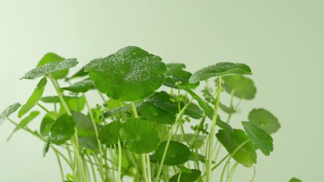 360-degree view of a fresh gotu kola plant, showcasing its foliage, stems and delicate leaves against a bright natural background.